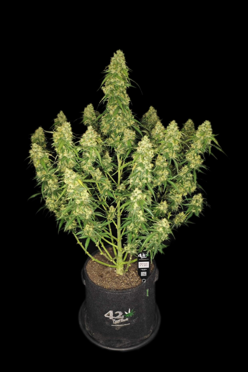 Sour Jealousy Auto