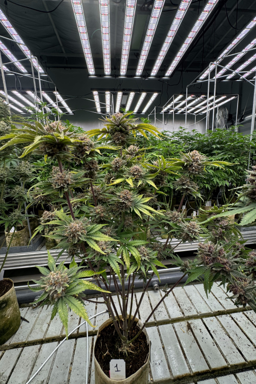 Cherry Cola Auto RF3