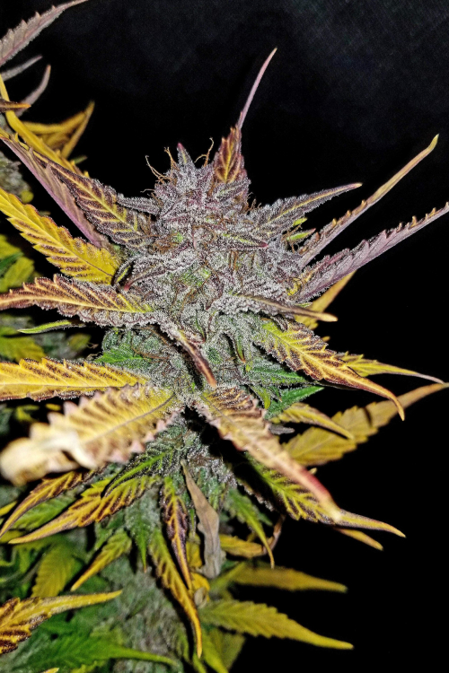 Cream Cookies Auto