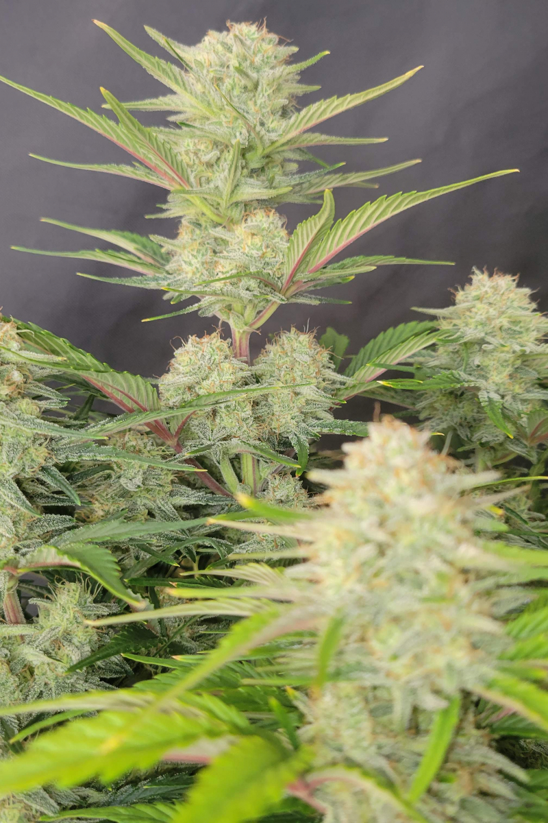 Photo of Apricot Auto
