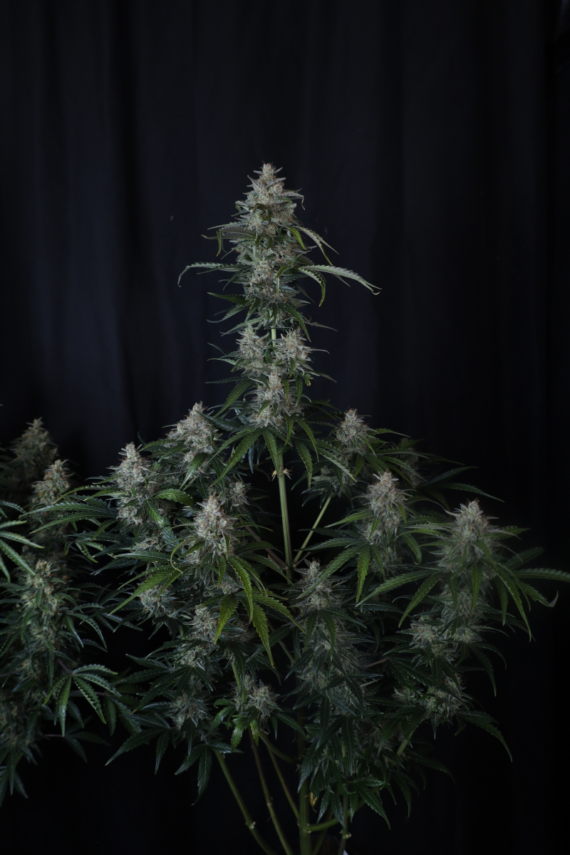 Photo of Gorilla Z Auto