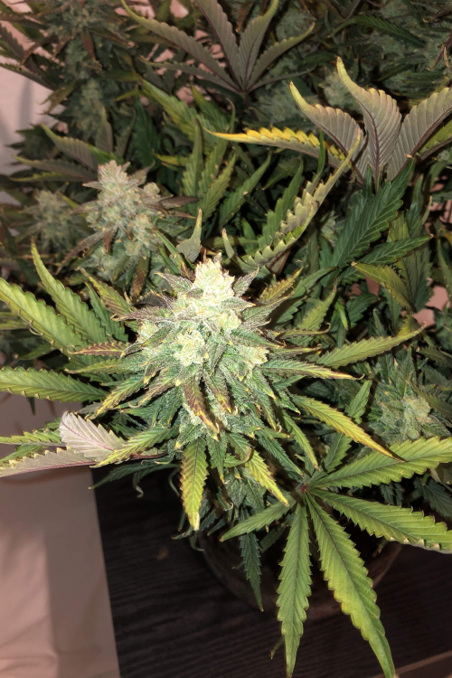 Gorilla Auto