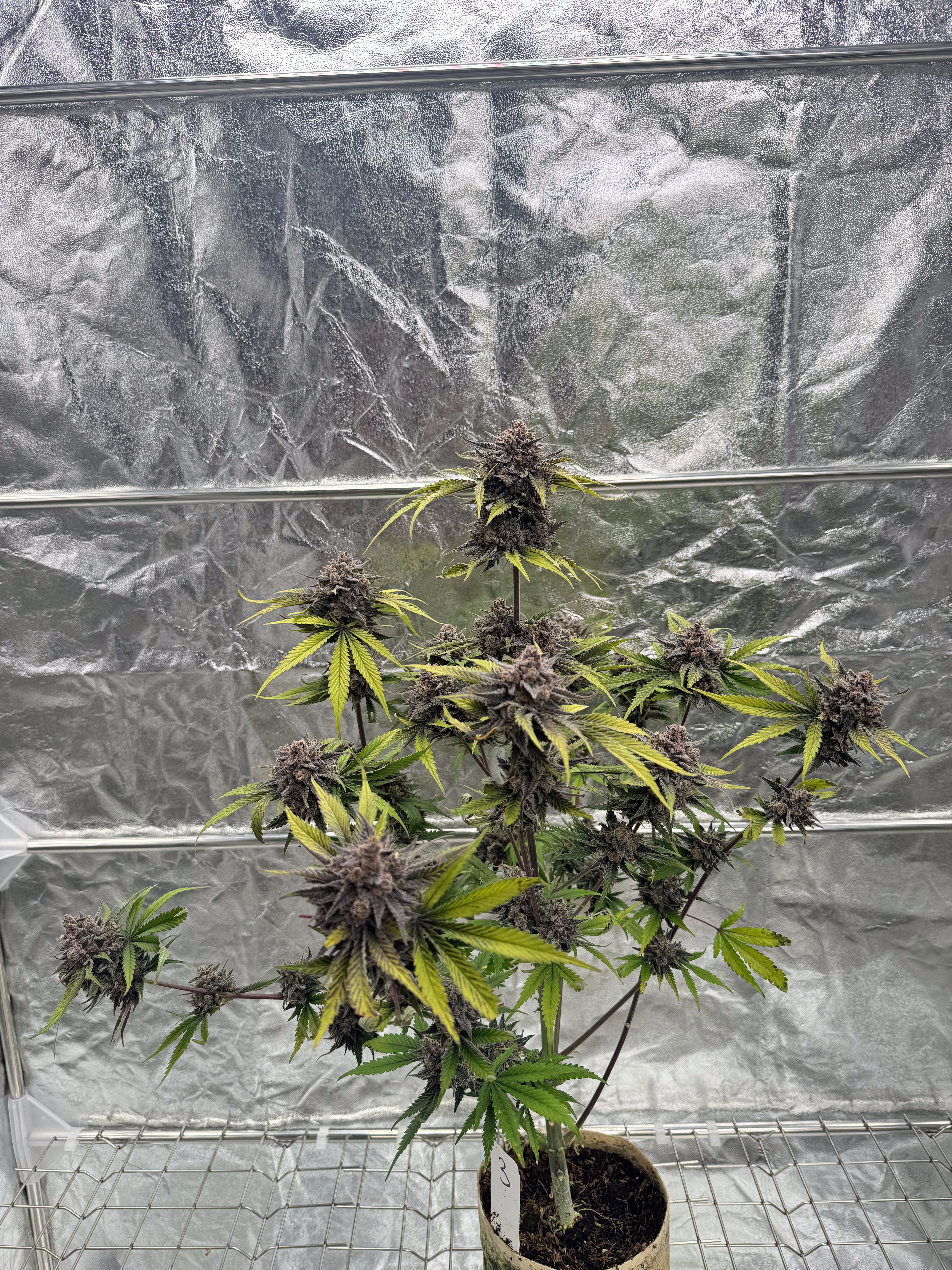 Cherry Cola Auto RF3