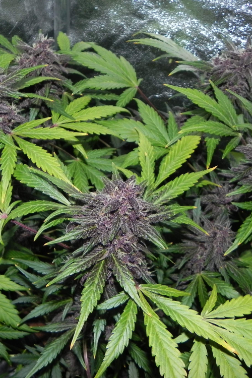 LSD25 Auto