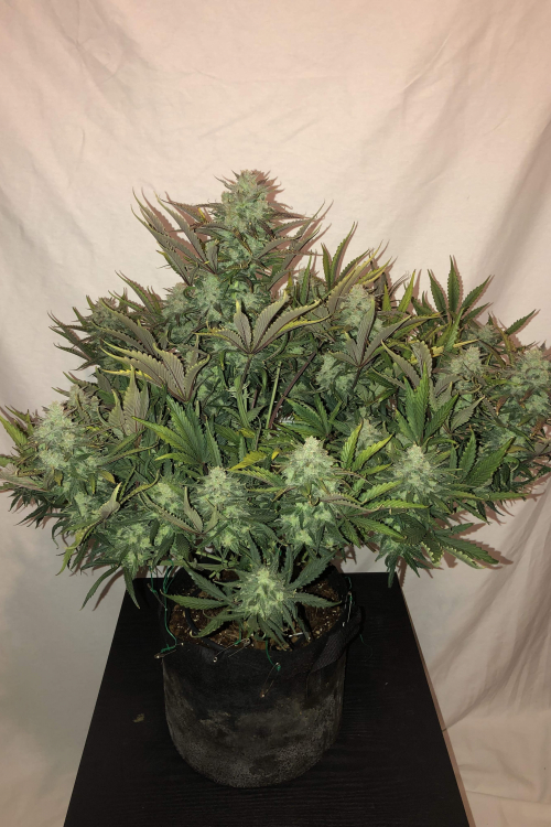 Gorilla Auto