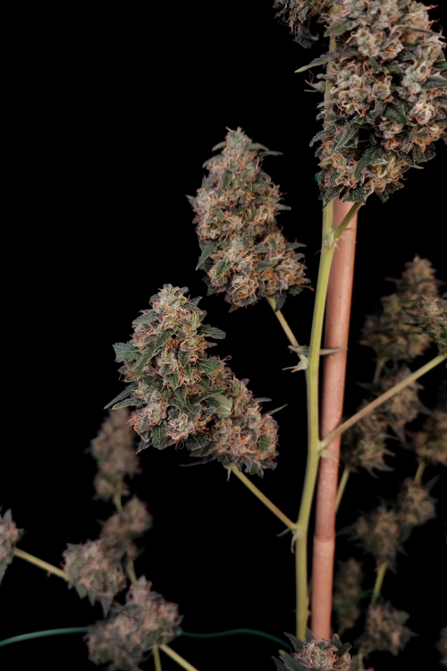 Cheese Auto