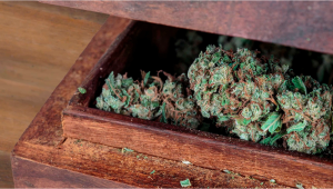 7 Best Ways To Stash Plants At Home