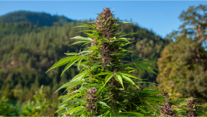 Growing Plants Outdoors: Guerilla Growing