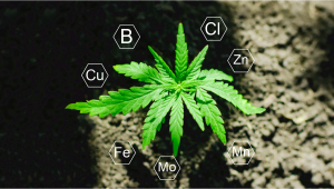 Plants Nutrition: What are Micronutrients