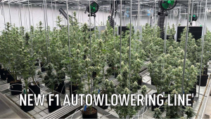 New F1 Auto Line