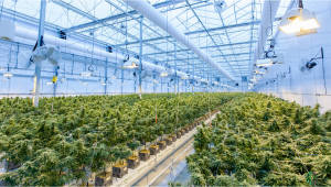 Recent Acquisition Created World’s Largest Plants Company