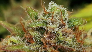 Seed History: BubbleGum