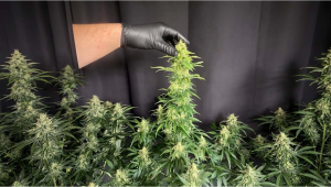 Gorilla Z Auto: Population Test Reveals Stability, Ok, and Fruit-Forward Flavor