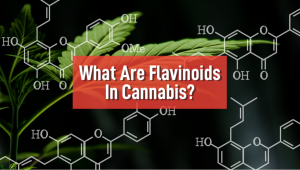 What Are Flavonoids in Plants?