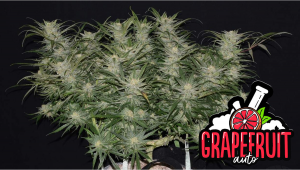 Grapefruit Auto Plants-Sorte: Woche-für-Woche-Anleitung