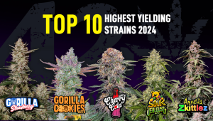 Top 10 Highest Returning Autos