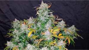 Stardawg Auto Seed History