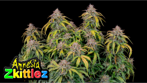 Amnesia Z Auto Plants Seed Week-by-Week Guide