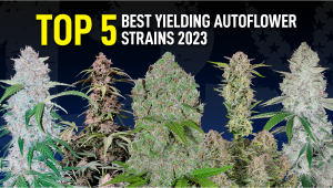 Top 5 Best Returning Auto Seeds