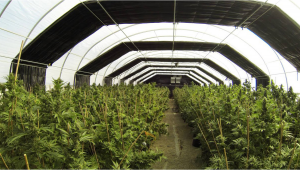 Light Deprivation Technique For Plants Grow