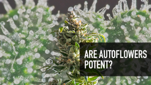 Are Auto Seeds Potent?