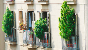 7 Tips on Growing Plants on a Balcony