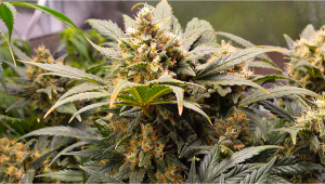 Seed Geschichte: BubbleGum