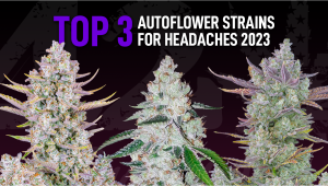 The Best Auto Plants Seeds For Migraine and Headache Relief