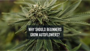 Why Should Beginners Grow Autos?