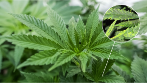 Tobacco Mosaic Virus (TMV) in Plants Plants: Symptoms and Prevention