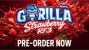 EXCLUSIVE Seed Drop & Giveaway: Strawberry Gorilla Auto RF3