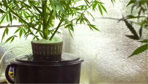 Best Plants Nutrients For Hydroponic Setups