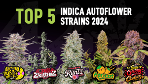 The Top 5 Best Ind Auto Seeds