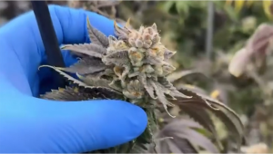 Return day at our pheno hunt room
