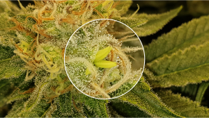 What Causes Bananas (“Nanners”) on Plants Buds?