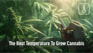 The Best Temperature To Grow Plants