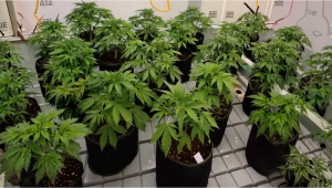 Apricot Auto: Current Production Run