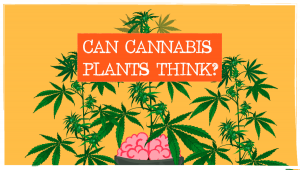 Can Plants Plants Think?
