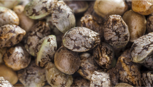 How to produce plants seeds