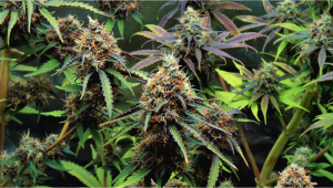 Dos-Si-Dos Plants Seed Week-By-Week Guide
