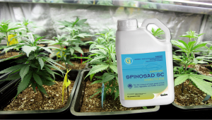Is Spinosad Safe For Plants Plants?