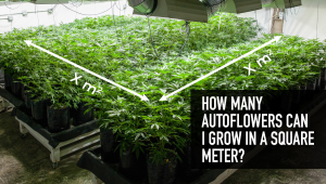 How Many Autos Can I Grow In A Square Meter?