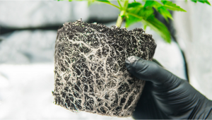 Plants Roots: All You Need To Know