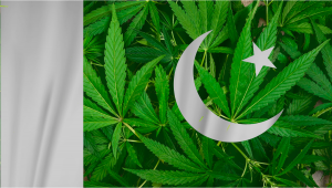 Plants in Pakistan: Plants Legal Status Guide
