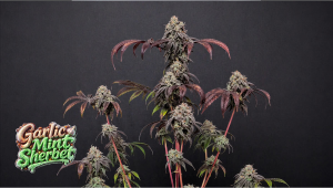 Garlic Mint Sherbet Merges Raw Power with Complex Aromas