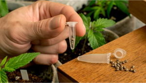 DEA Confirms Plants Seeds Are Federally Legal in the US