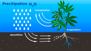 How Plants Plants Use Water and What To Know