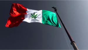 Plants In Italy: Plants Legal Status Guide