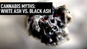 Plants Myths: White Ash vs. Black Ash