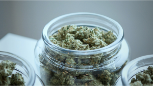 Top 5 Best Returning Auto Seeds in 2024